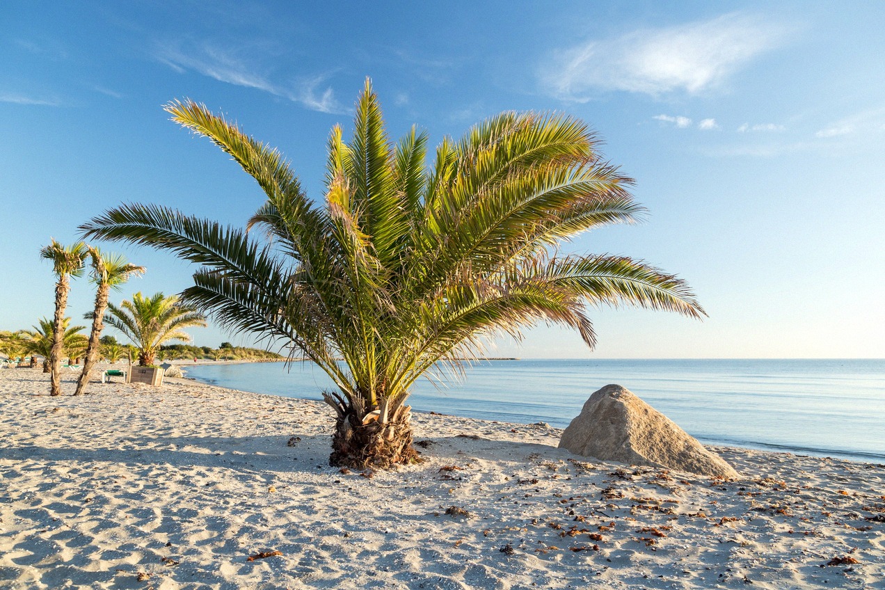 Palmen und Sand am Palmenstrand von Frederikshavn am Kattegat im Abendlicht