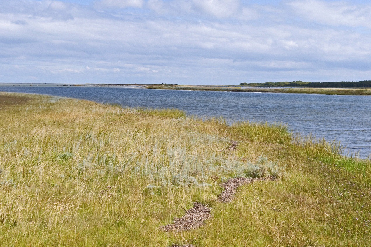 Salzwiese mit Priel bei Hornfiskrøn auf Læsø
